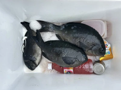 前田渡船の2026年2月14日(土)2枚目の写真