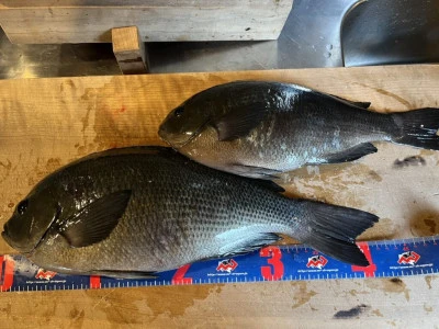 前田渡船の2026年2月14日(土)3枚目の写真