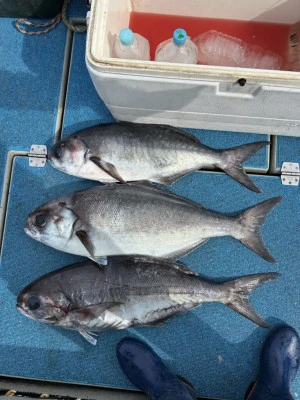 前田渡船の2026年2月14日(土)5枚目の写真