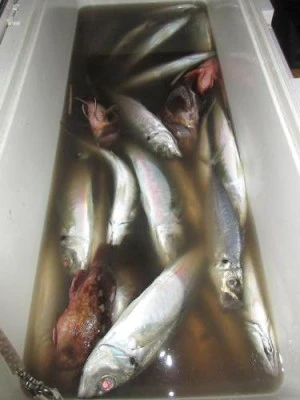 鈴木釣具店の2026年2月25日(水)1枚目の写真