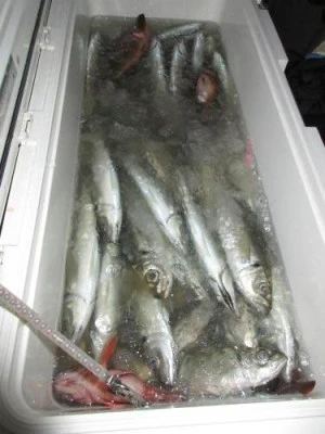 鈴木釣具店の2026年2月25日(水)2枚目の写真