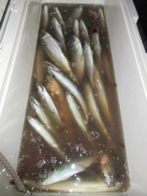 鈴木釣具店の2026年2月24日(火)1枚目の写真