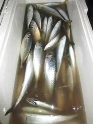 鈴木釣具店の2026年2月23日(月)2枚目の写真