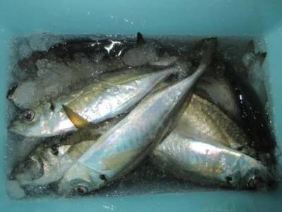 鈴木釣具店の2026年2月23日(月)3枚目の写真