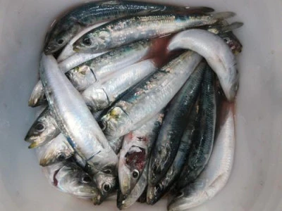 鈴木釣具店の2026年2月22日(日)2枚目の写真