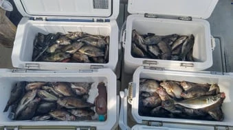 珠里丸の2026年2月20日(金)1枚目の写真