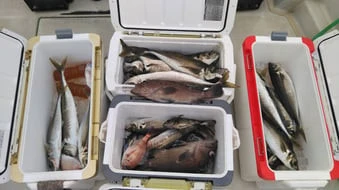 珠里丸の2026年2月15日(日)1枚目の写真