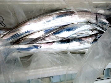 五郎丸の2026年2月15日(日)4枚目の写真