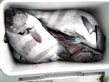 五郎丸の2026年2月14日(土)3枚目の写真