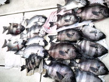 五郎丸の2026年2月14日(土)4枚目の写真