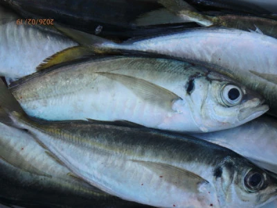 たるみの2026年2月19日(木)2枚目の写真