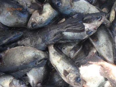 たるみの2026年2月18日(水)1枚目の写真