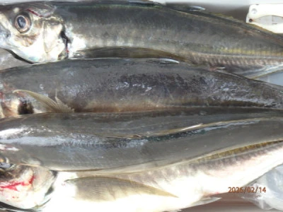 たるみの2026年2月14日(土)5枚目の写真