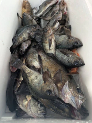 黒岩フィッシングサービスの2026年2月20日(金)1枚目の写真