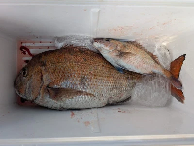 ヨシダマリンの2026年2月22日(日)1枚目の写真