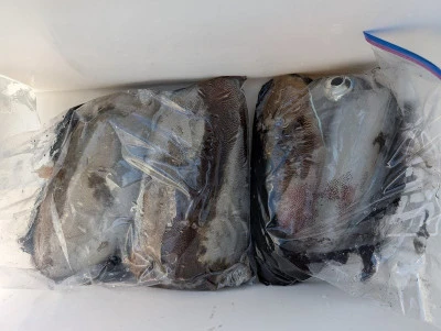 ヨシダマリンの2026年2月21日(土)2枚目の写真