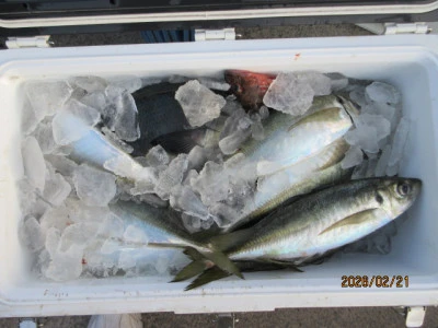 レンタルボート清家の2026年2月21日(土)2枚目の写真