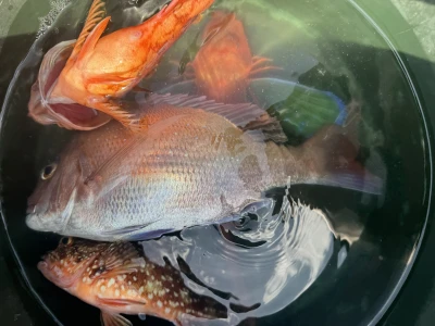 日正丸の2026年2月28日(土)1枚目の写真