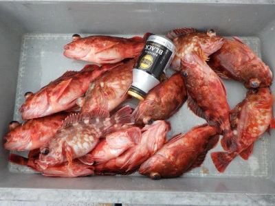 磯部釣船 直栄丸の2026年2月27日(金)1枚目の写真