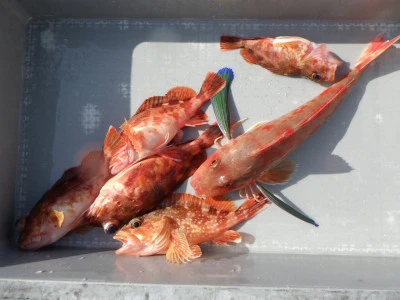 磯部釣船 直栄丸の2026年2月23日(月)1枚目の写真