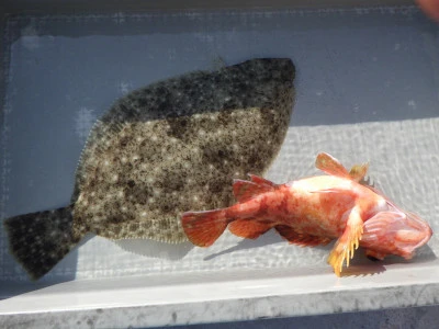 磯部釣船 直栄丸の2026年2月21日(土)1枚目の写真