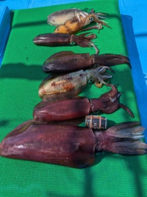 日正丸の2026年2月28日(土)2枚目の写真