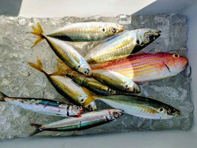 ゆきみ丸の2026年2月28日(土)3枚目の写真