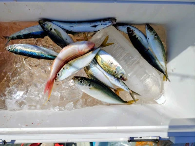 ゆきみ丸の2026年2月28日(土)4枚目の写真