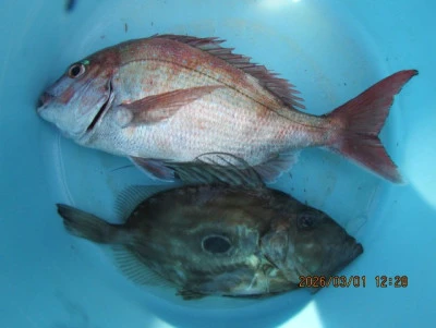 大洗丸の2026年3月1日(日)2枚目の写真