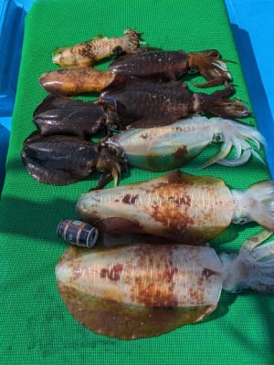 日正丸の2026年3月1日(日)2枚目の写真