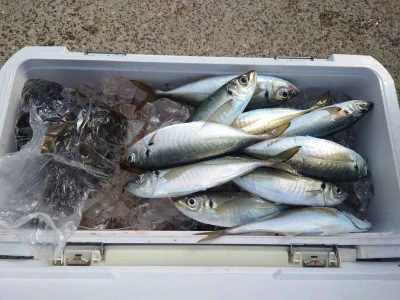 釣船 五郎丸の2026年3月1日(日)1枚目の写真