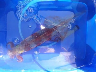 下関フィッシングパークの2026年3月1日(日)4枚目の写真