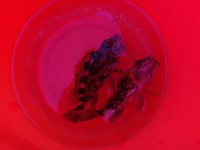 下関フィッシングパークの2026年3月1日(日)5枚目の写真