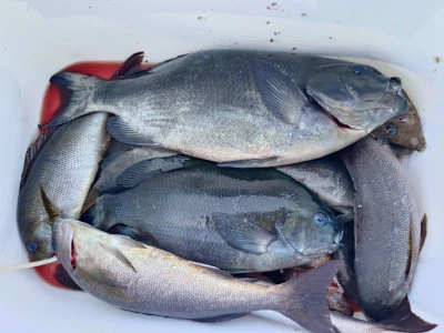 清家渡船の2026年3月1日(日)1枚目の写真