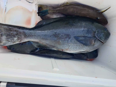 清家渡船の2026年3月1日(日)3枚目の写真