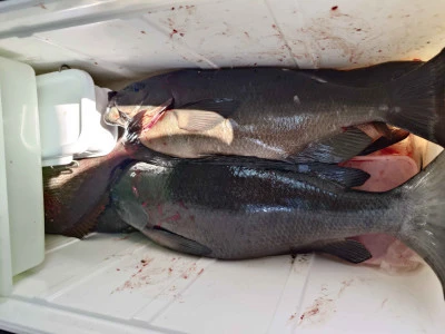 清家渡船の2026年3月1日(日)4枚目の写真