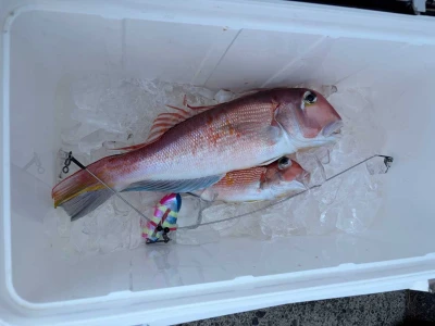 鶴丸の2026年3月1日(日)2枚目の写真