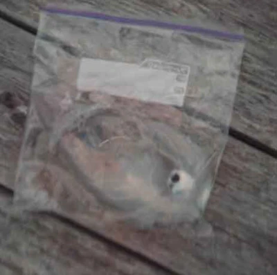 こかわ渡船 雅丸の2026年3月2日(月)1枚目の写真