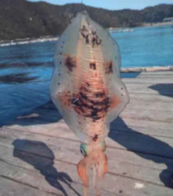 こかわ渡船 雅丸の2026年3月1日(日)1枚目の写真