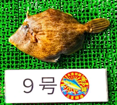 三重外湾漁協 錦事業所直営 釣り筏の2026年3月1日(日)1枚目の写真