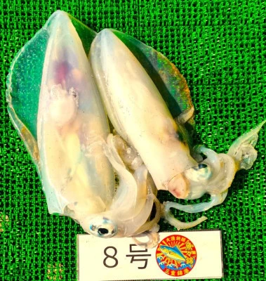 三重外湾漁協 錦事業所直営 釣り筏の2026年2月28日(土)1枚目の写真