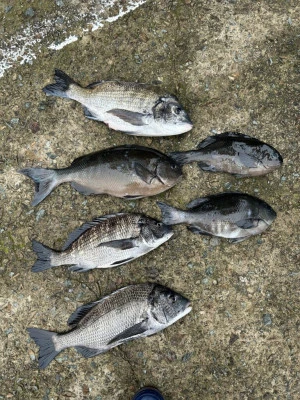 前田渡船の2026年2月27日(金)2枚目の写真