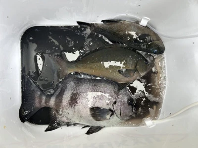 前田渡船の2026年2月27日(金)3枚目の写真