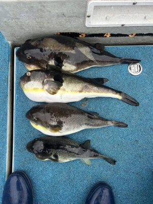 前田渡船の2026年2月27日(金)4枚目の写真