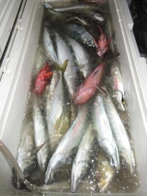 鈴木釣具店の2026年2月27日(金)1枚目の写真