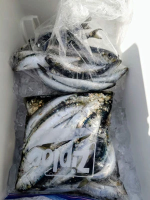 光海丸の2026年3月2日(月)3枚目の写真