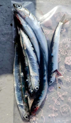 光海丸の2026年3月2日(月)4枚目の写真