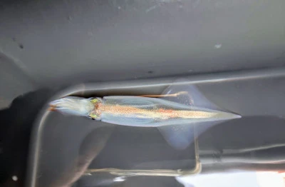 光海丸の2026年2月24日(火)2枚目の写真