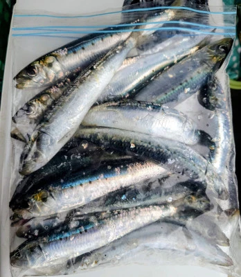 光海丸の2026年2月24日(火)3枚目の写真