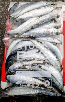 光海丸の2026年2月24日(火)4枚目の写真